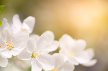 Apple blossom close-up. Selective focus and very shallow depth of field