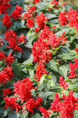 Red Salvia at garden