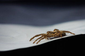 spider
