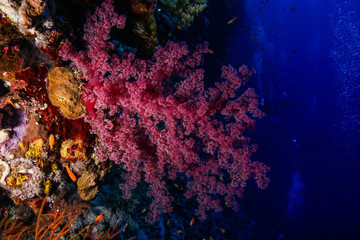 Fototapeta na wymiar Soft corals at the Red Sea, Egypt