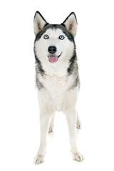 siberian husky in studio © cynoclub