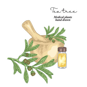 Tea tree flowers and leaves isolated on white background. Medical herbs set. Vector illustration hand drawn.