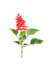 Red salvia Close up