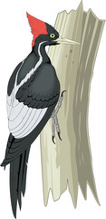 Ivory Billed Woodpecker on Tree Trunk Vector Illustration - obrazy, fototapety, plakaty