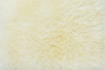 background and textured of real white cream wool sheep - 246770047