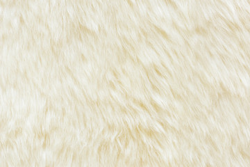 background and textured of real white cream wool sheep