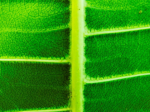 Focus sur une feuille tropicale