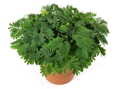 Mimose - Pflanze