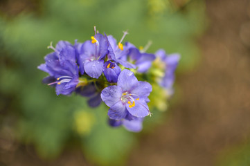 Obraz premium Spring or summer seasonal tiny blue flowers, blooming outdoors