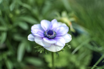 Spring or summer anemone, blooming outdoors