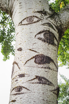 Grey poplar Populus x canescens in a park. Tree with eyes.