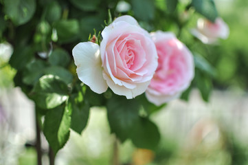 Spring or summer english roses, blooming outdoors