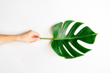 Human hand holding Tropical Monstera palm leaf on white background in flat lay top view.