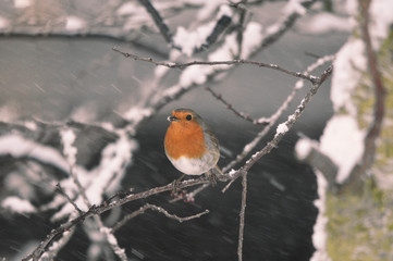 Robin Bird in Falling Snow