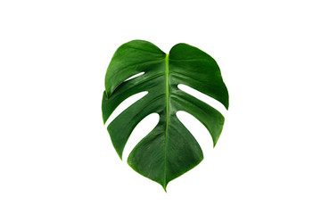 Monstera green leaf isolated on white background with clipping path for summer and spring design...