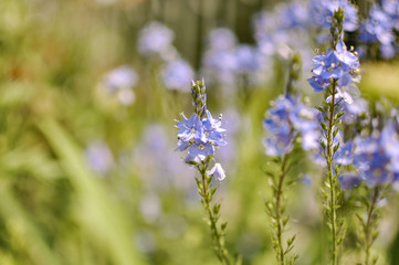 Spring or summer seasonal tiny blue flowers, blooming outdoors