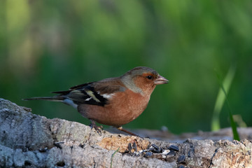 Common chaffinch on the branch in Spain