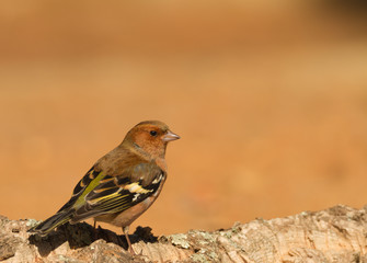Common chaffinch on the branch in Spain