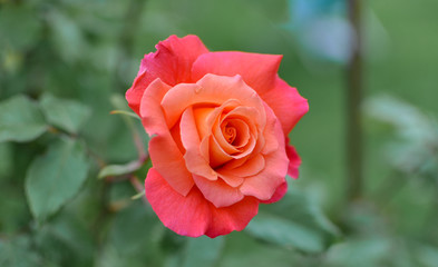 Spring or summer english coral rose, blooming outdoors