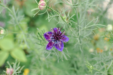Spring or summer seasonal Love-in-a-mist (Nigella damascena) flowers, blooming outdoors