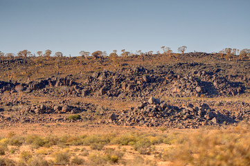 BUSHMAN LAND, Northern Cape, South Africa.