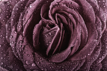  Structure of pale pink rose Bud with petals covered with large drops of water