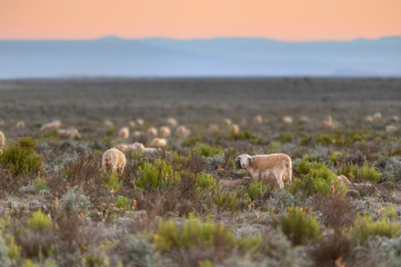 NAMAQUALAND SHEEP FARM, SOUTH AFRICA