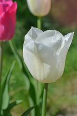 Gentle White prince tulip bloom.