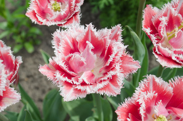 Terry fringed tulip in garden.