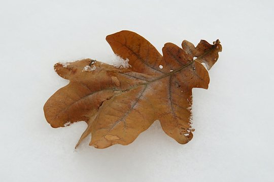 Oak leaf on the snow, closeup