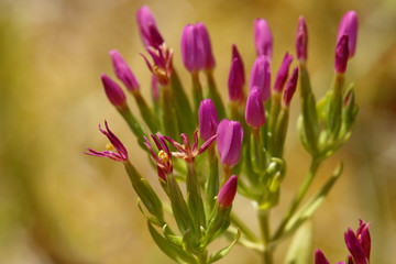 closeup of small pink flowers