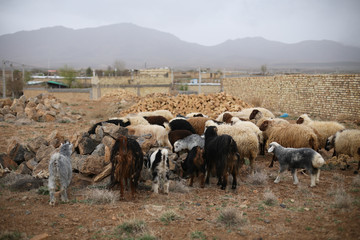 Herd of sheep is standing on the grass with a Iranian panorama