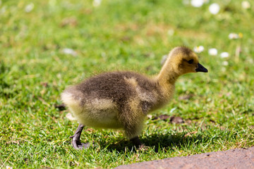 Young canadian goose