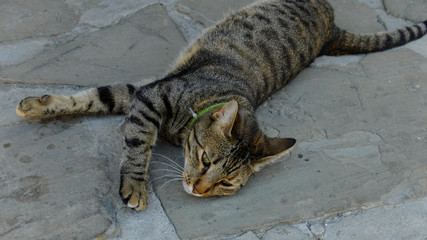 the cat lies on the stone pavement in Nessebar