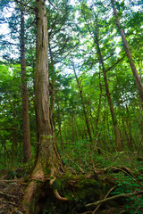 Fototapeta premium 樹海