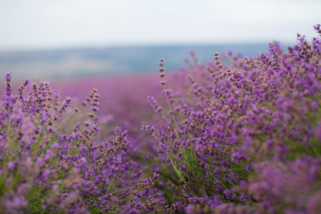 Beautiful and summer violet lavander field. Aromatherapy lavander.