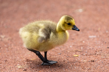 Young canadian goose