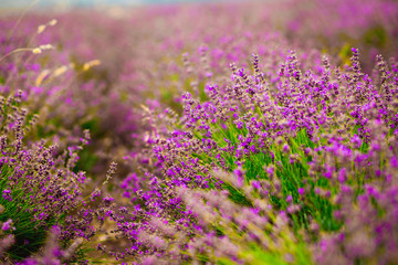 Fototapeta premium Beautiful and summer violet lavander field. Aromatherapy lavander.