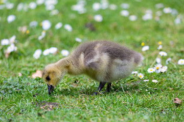 Young canadian goose