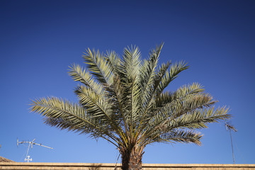Green palm tree growing in the sun in a dark blue background and some rooftops in Shiraz, Iran