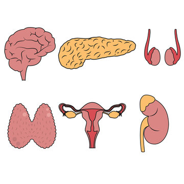 Human Endocrine System Organs Vector Illustration