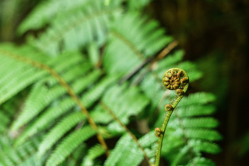 Close up of  wild fern, horizontal.