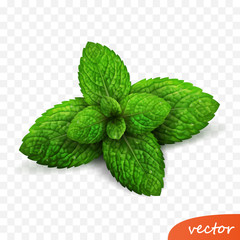 3d realistic isolated vector sprout of fresh mint leaves with drops of dew - obrazy, fototapety, plakaty