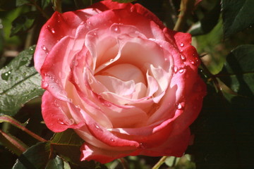 Blumen