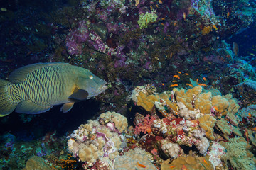 Fototapeta na wymiar Napoleon fish at the Red Sea, Egypt