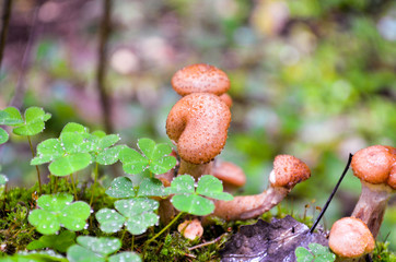 fungus mushrooms grow in the forest on a tree stump