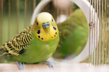 Fototapeta premium Papuga falistej papugi falistej z bliska siedzi w klatce. Śliczny zielony budgie.