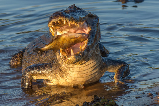Black kajman Melanosuchus niger south america