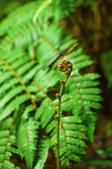 Close up of  wild fern, vertical.