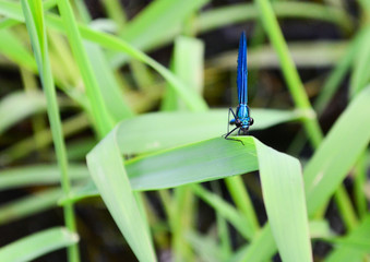 blue dragonfly sits on the grass in the sun